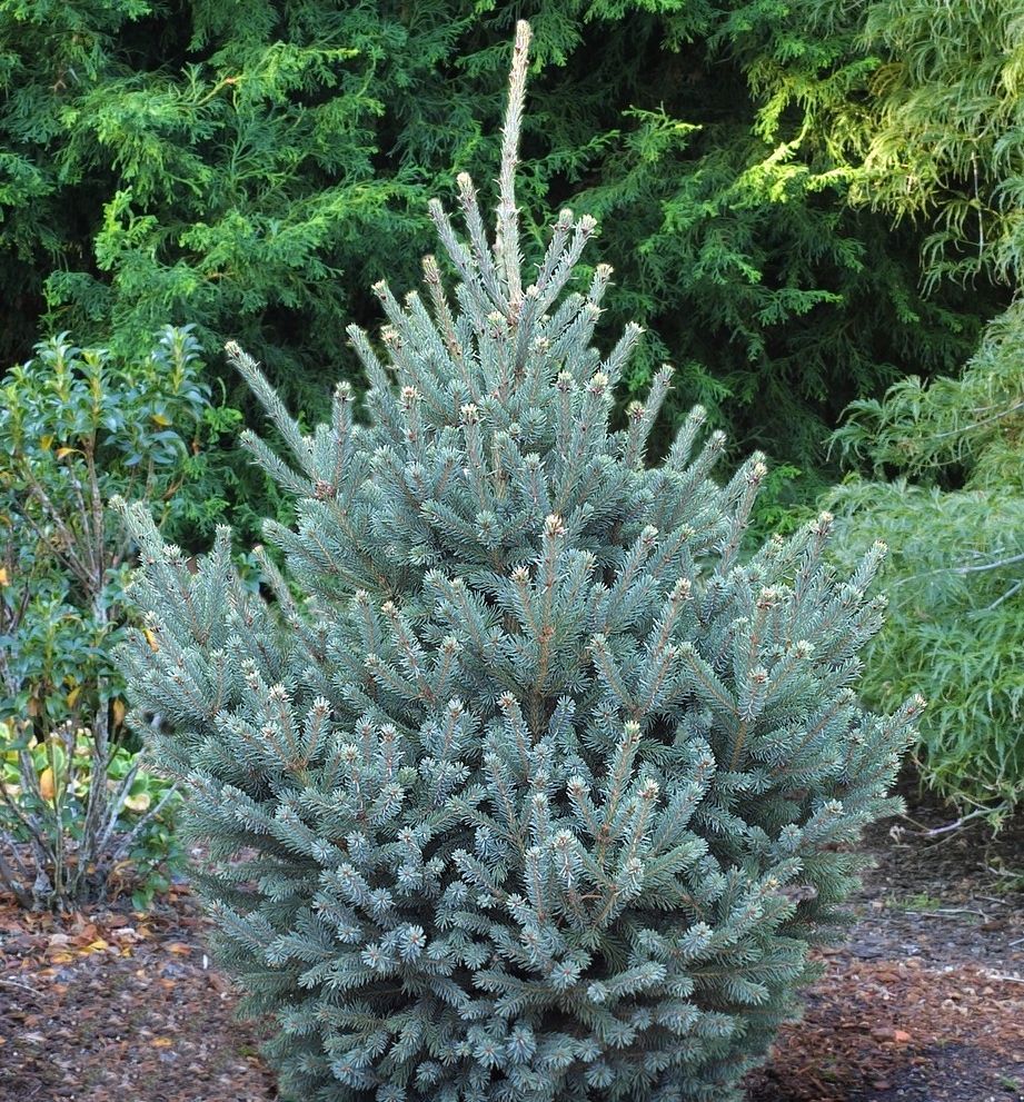 Yukon Blue Dwarf White Spruce Natorps Online Plant Store